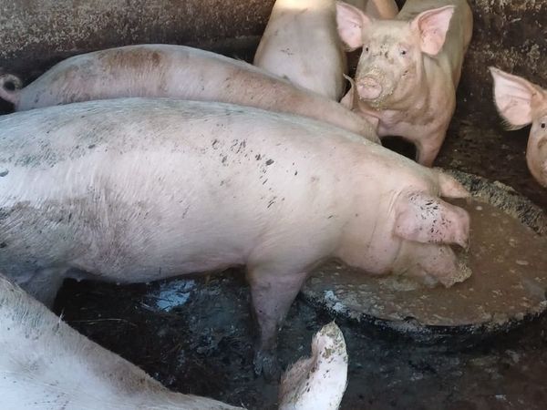Pigs - Main image