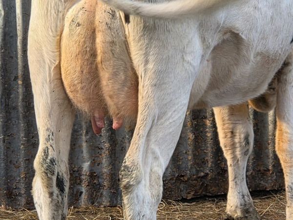 Dairy ; First calved  Milking heifers - Main image