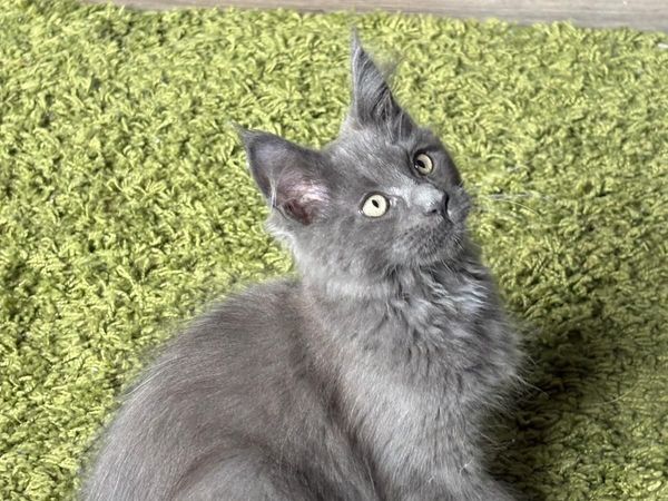 Maine coon - Main image