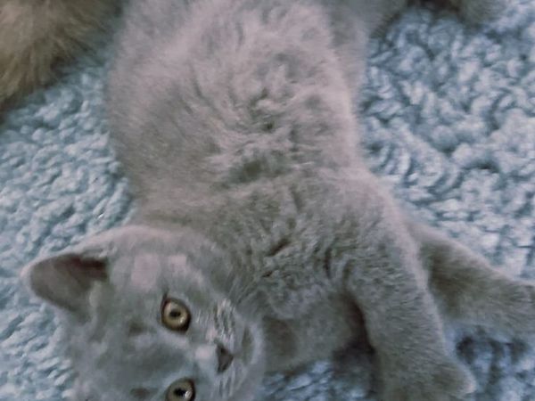 British blue shorthair Kittens - Main image