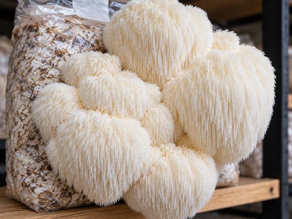 Mushroom Growing Kits and Live Mycelium Cultures - Main image