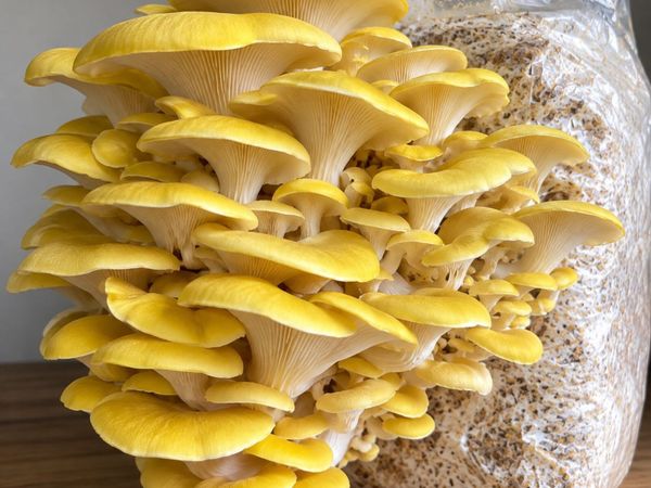 Mushroom Growing Kits and Live Mycelium Cultures - Main image