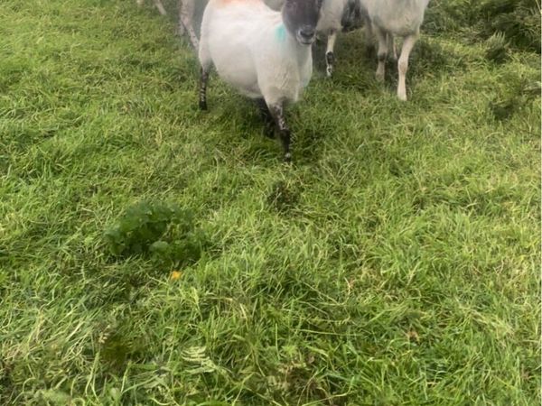 Ewes - Main image