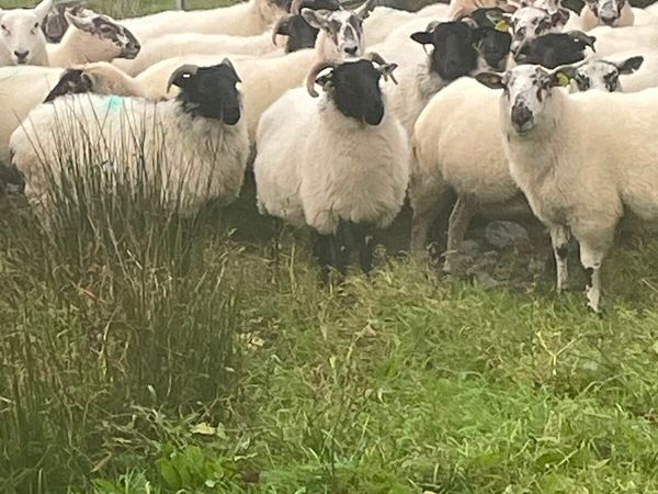 ORGANIC HOGGETS - Main image