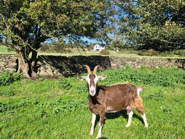 Dairy goats - Main image