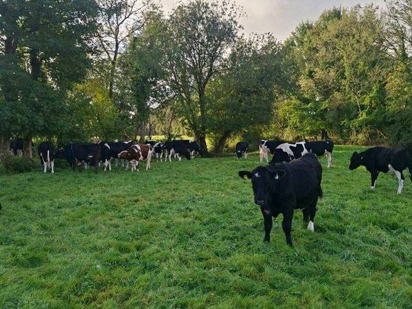 34 fresian bullocks - Main image