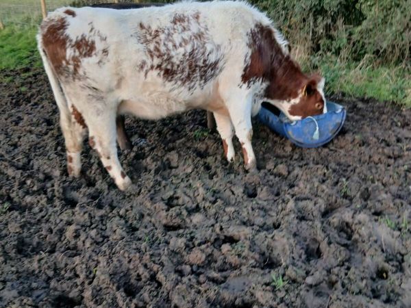Livestock - Main image