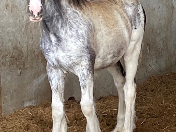 All good quality foals going to Balinsloe fair - Main image