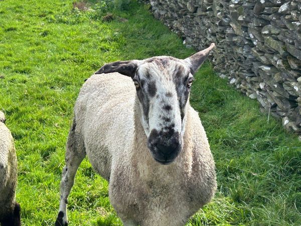Ram - Main image
