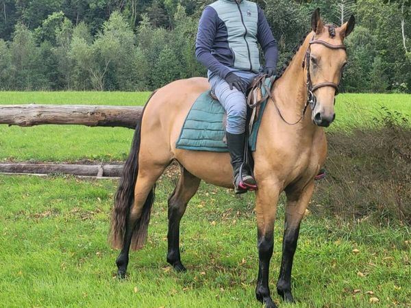 Dune 3yr old filly - Main image