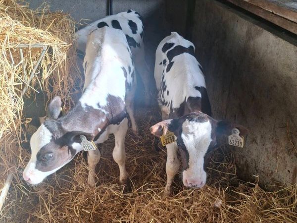 5 Pedigree Holstein Friesian Heifer Calves - Main image