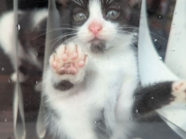 Kittens - Main image
