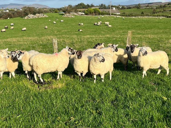 Cheviot X hogget ewes for sale - Main image