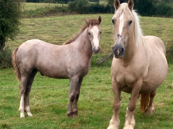 COB X DRAFT FILLY FOALS - Main image
