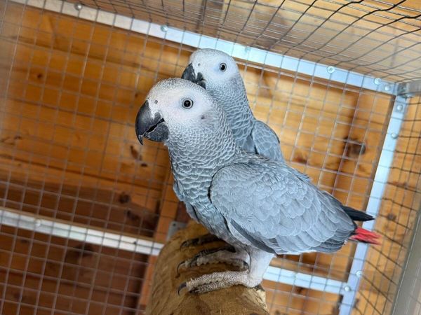 Parrot - Main image