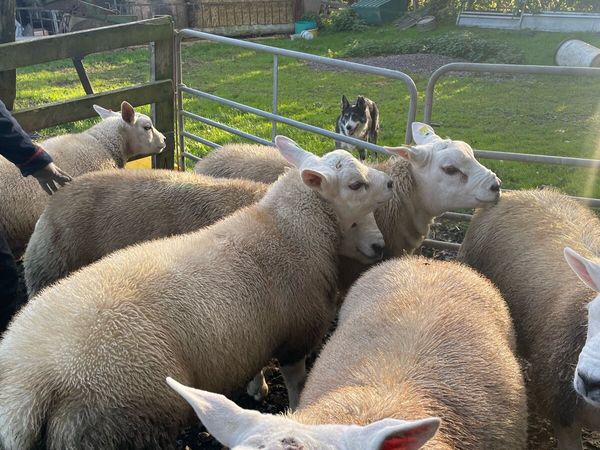 Sheep - Main image