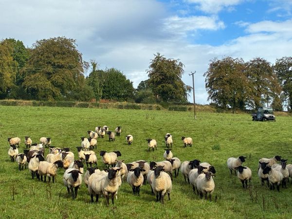 Good Quality Organic Hogget Sheep - Main image