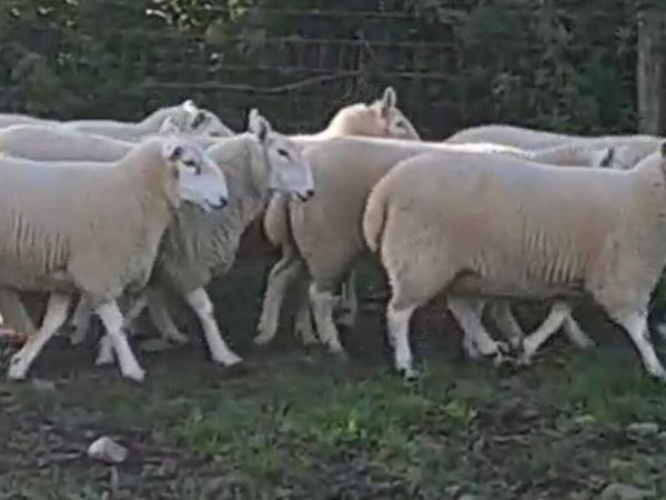 Cheviot’s - Main image