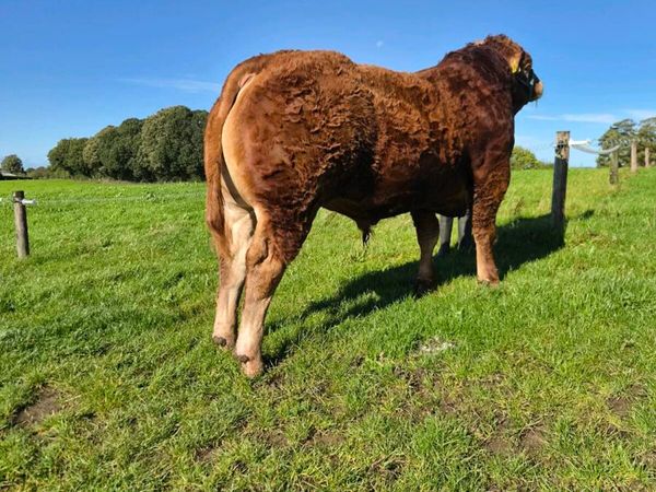 Pedigree Limousin Bull - Main image