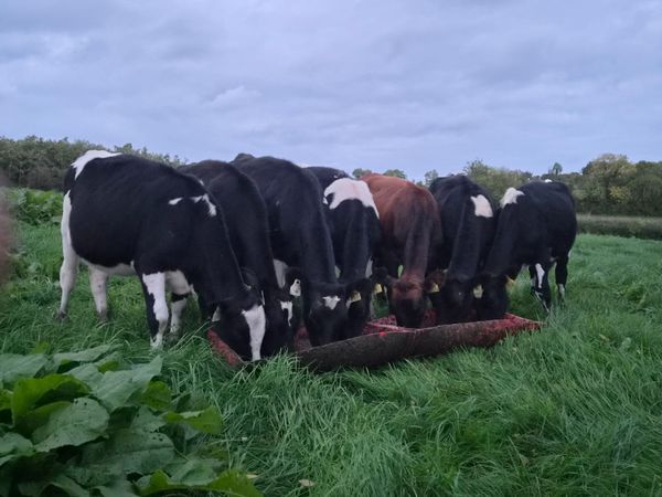 Weanling heifers - Main image