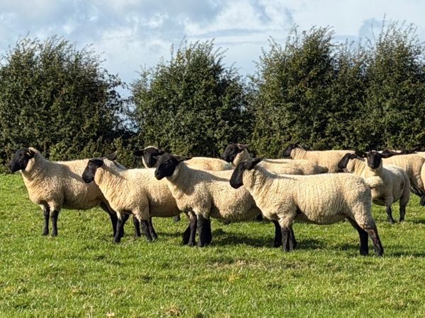 Quality Suffolk ewe lambs - Main image