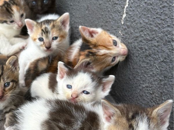 Kittens - Main image