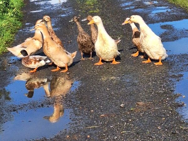 Ducks - Main image