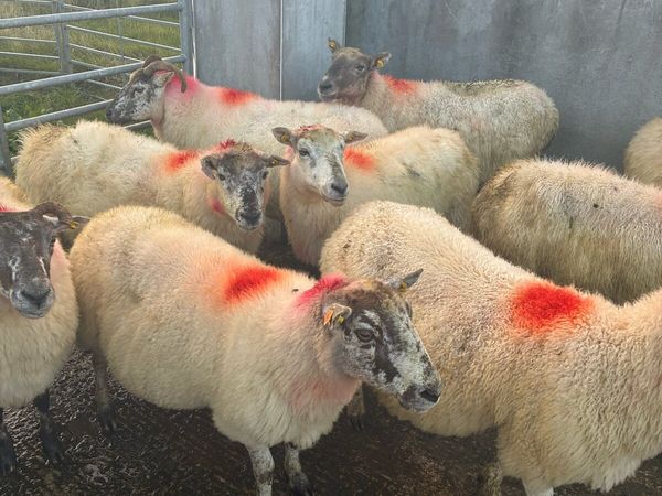 Ewes - Main image
