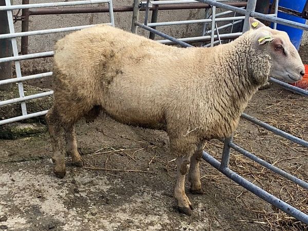 Pedigree Registered Charollais Ram lamb - Main image
