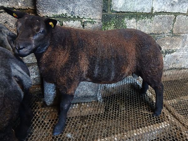 Blue Texel Ram Lambs - Main image