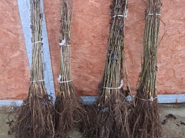 Farm Hedge Planting - Main image