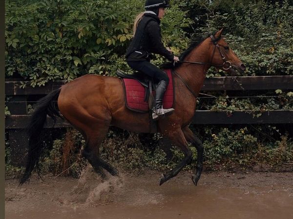 3yr old gelding - Main image