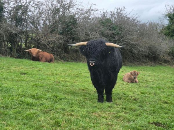 Highland Bull - Main image