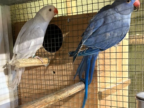 Ring Necks - Main image
