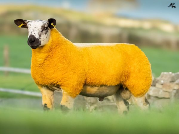 💥Suftex and Dutch Spotted Rams💥 - Main image
