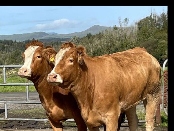 2 super limousine Incalf heifers - Main image