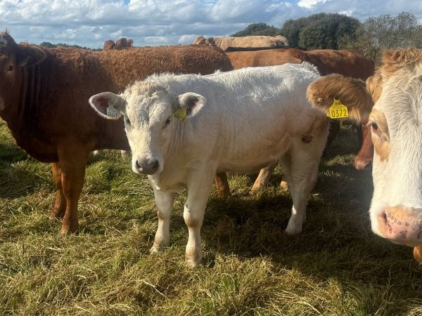 Weanling heifers - Main image