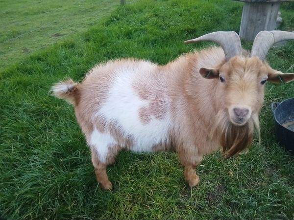 Pygmy goats - Main image