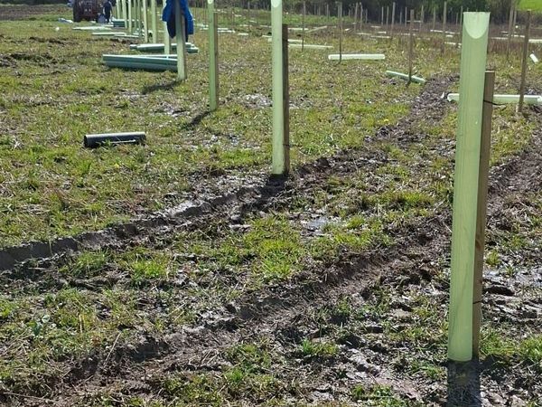 Agroforestry - Main image