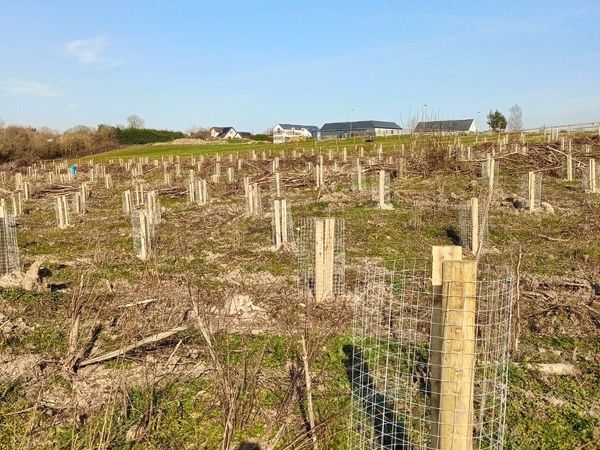 Ash Forestry to Agroforestry - Main image