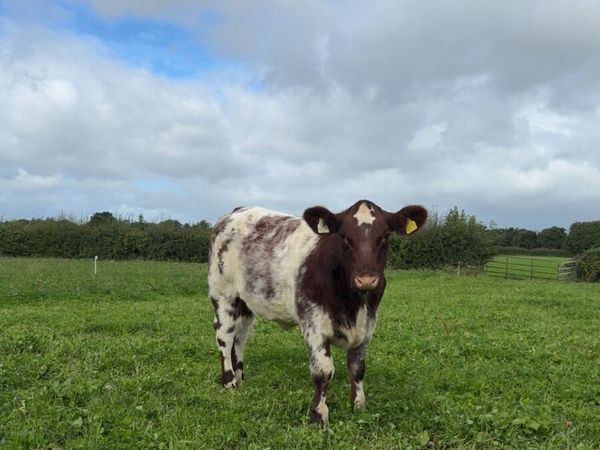 Pedigree Shorthorn Heifers - Main image