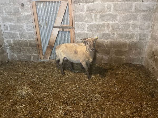 Shearling Rams - Main image