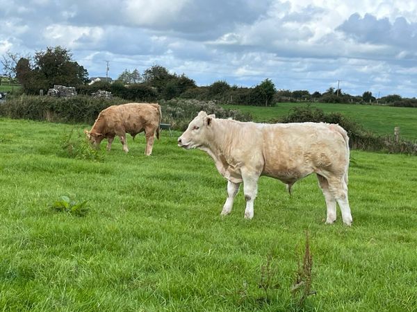 Bull weanlings - Main image