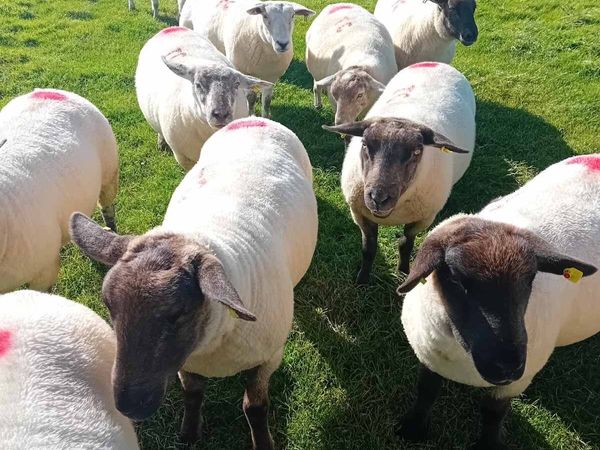 Hoggets for sale - Main image
