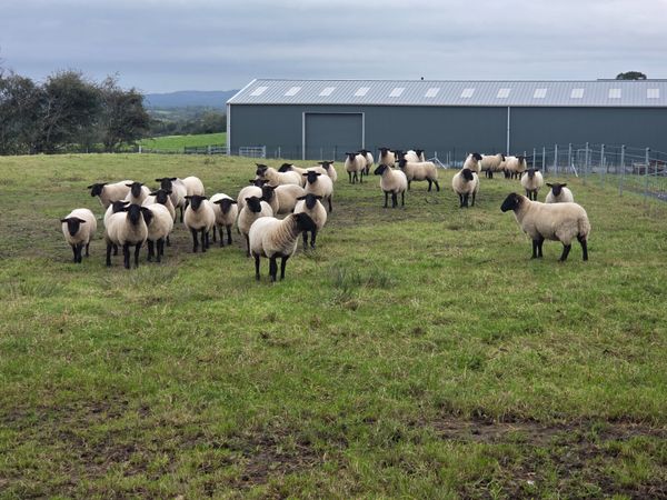 61 Suffolk Hogget Ewes - Main image