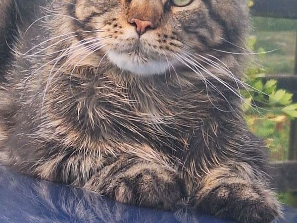 Maine Coon Kittens - Main image