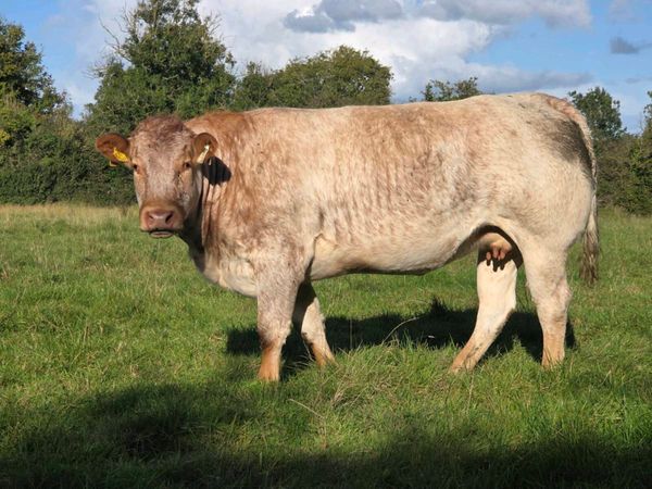 3 incalf heifers *Ballinasloe Mart Saturday 3rd* - Main image