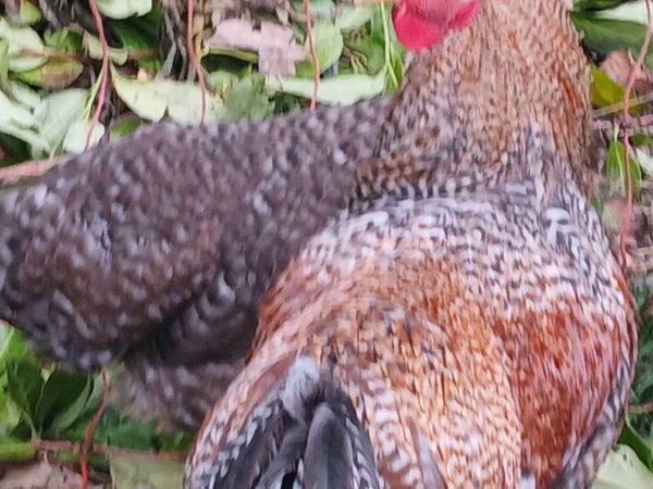Bielefelder male - Main image