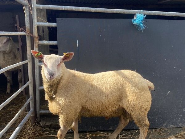 Pedigree Registered Charollais Ram Lamb - Main image