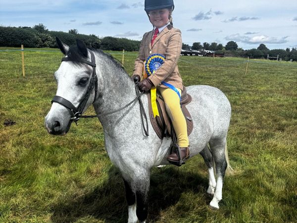 Fabulous lead rein/ first ridden pony - Main image